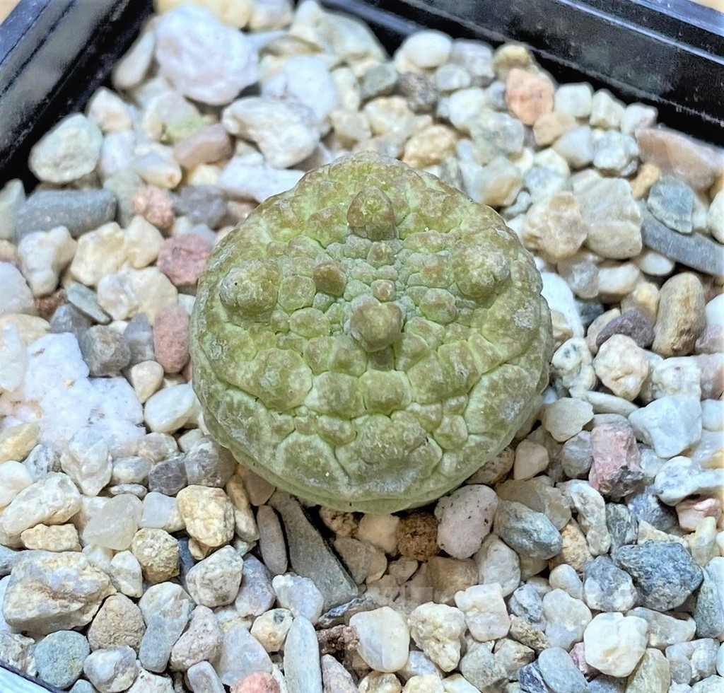 SHPR40364 Pseudolithos cubiformis