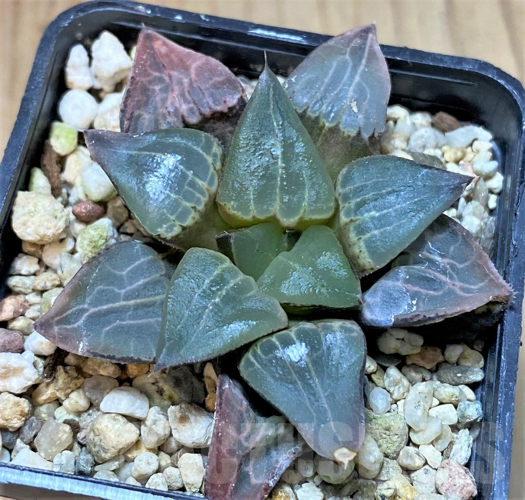 SHPR40406 Haworthia comptoniana HCO -7, ex Cactus Nishi