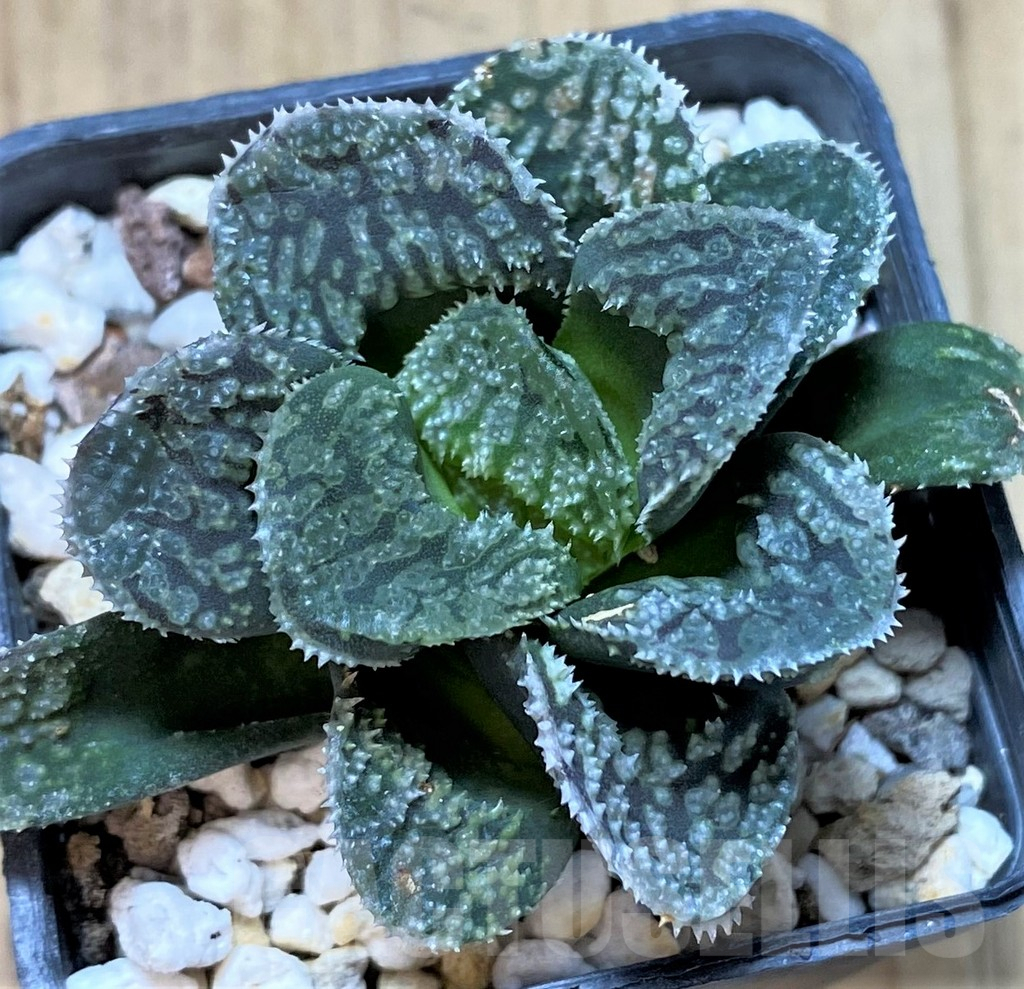 SHPR40411 Haworthia 'Mordor'
