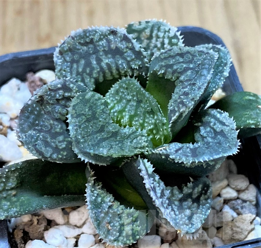 SHPR40411 Haworthia 'Mordor' - Image 2