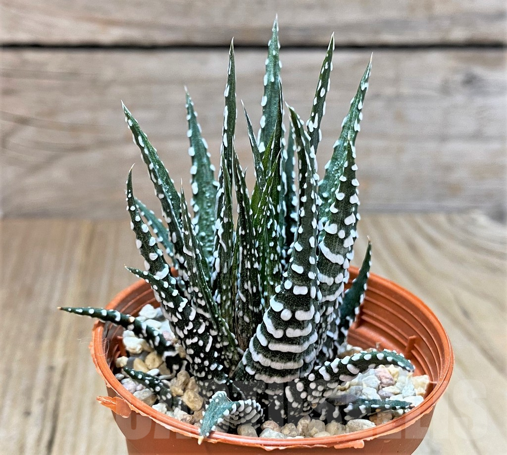 SHPR40414 Haworthia fasciala 'Big Band' f. monstrosa