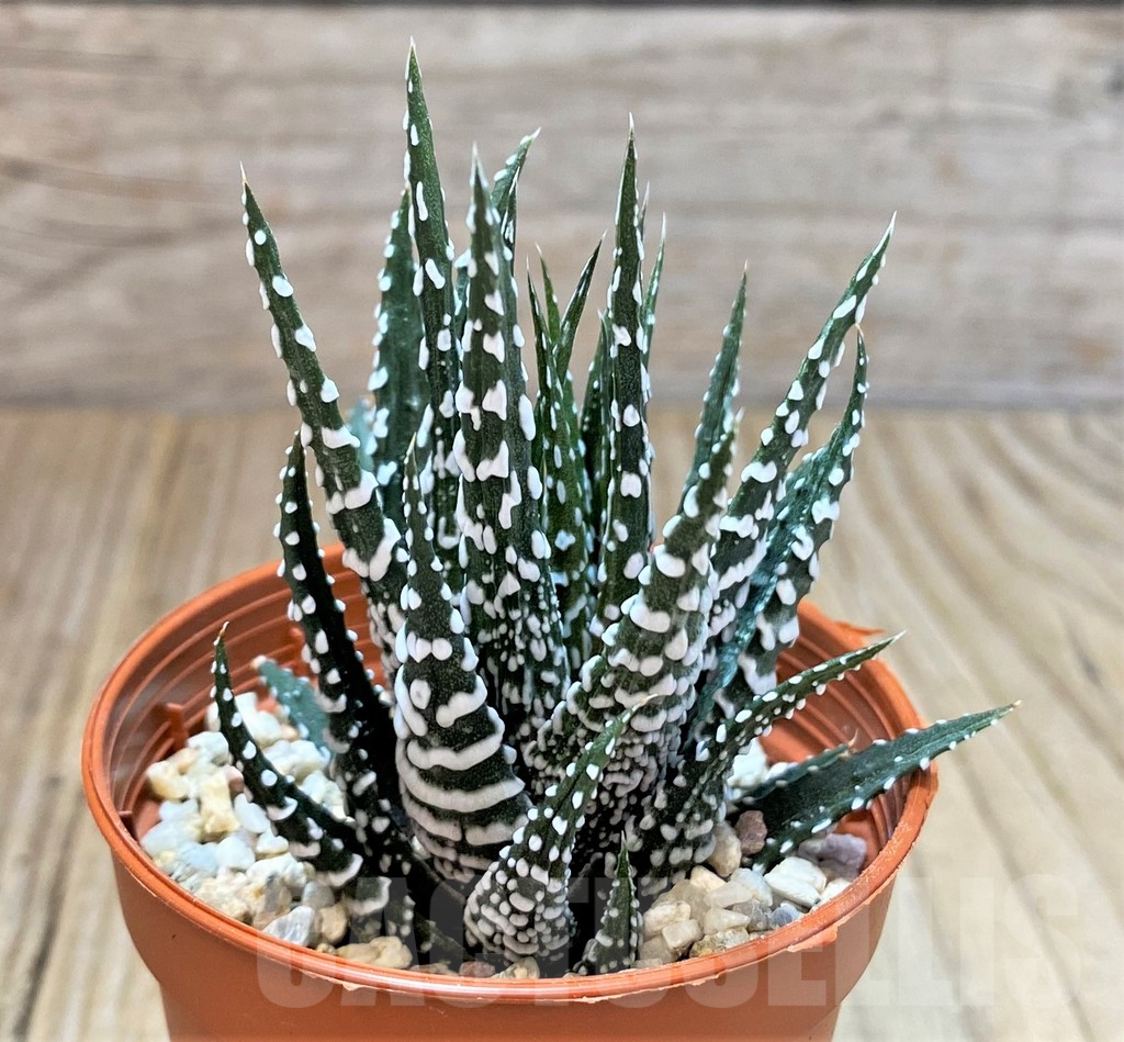 SHPR40414 Haworthia fasciala 'Big Band' f. monstrosa - immagine 2