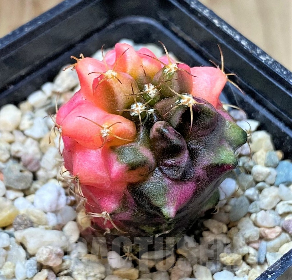SH389 Gymnocalycium mihanovichii ‘Transformer’ f. variegata hybrid, seedling