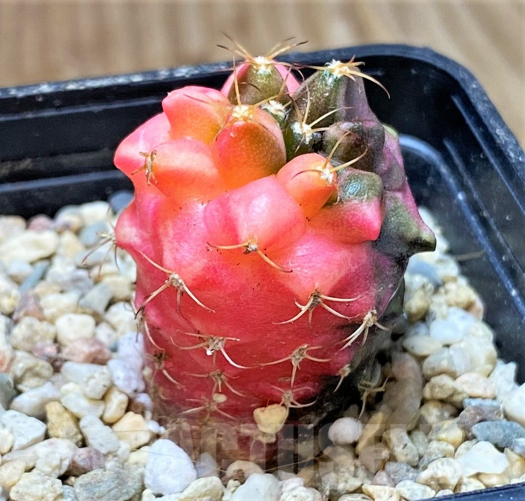 SH389 Gymnocalycium mihanovichii ‘Transformer’ f. variegata hybrid, seedling - Image 2