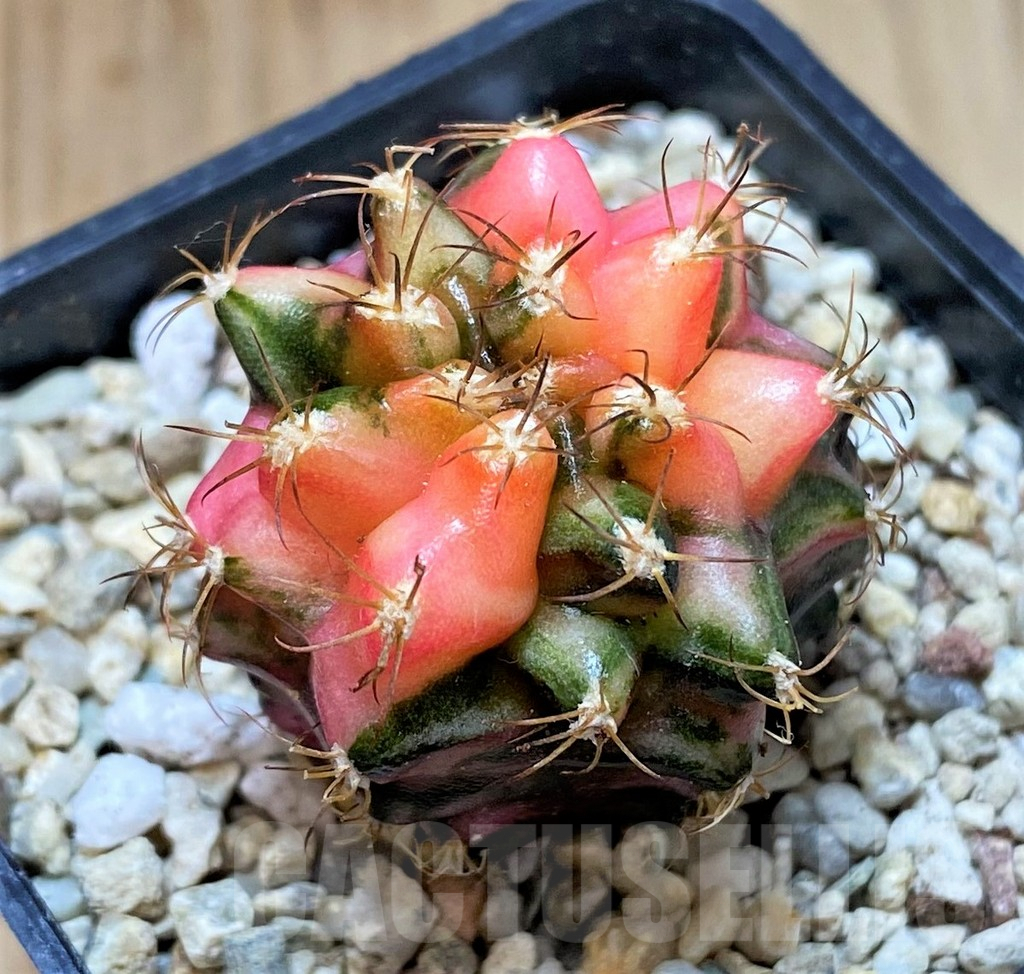 SH390 Gymnocalycium mihanovichii ‘Transformer’ f. variegata hybrid, seedling