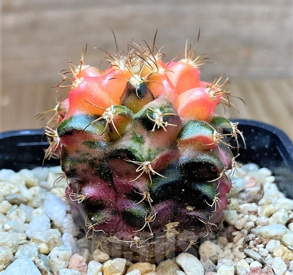 SH390 Gymnocalycium mihanovichii ‘Transformer’ f. variegata hybrid, seedling - 画像 (3)
