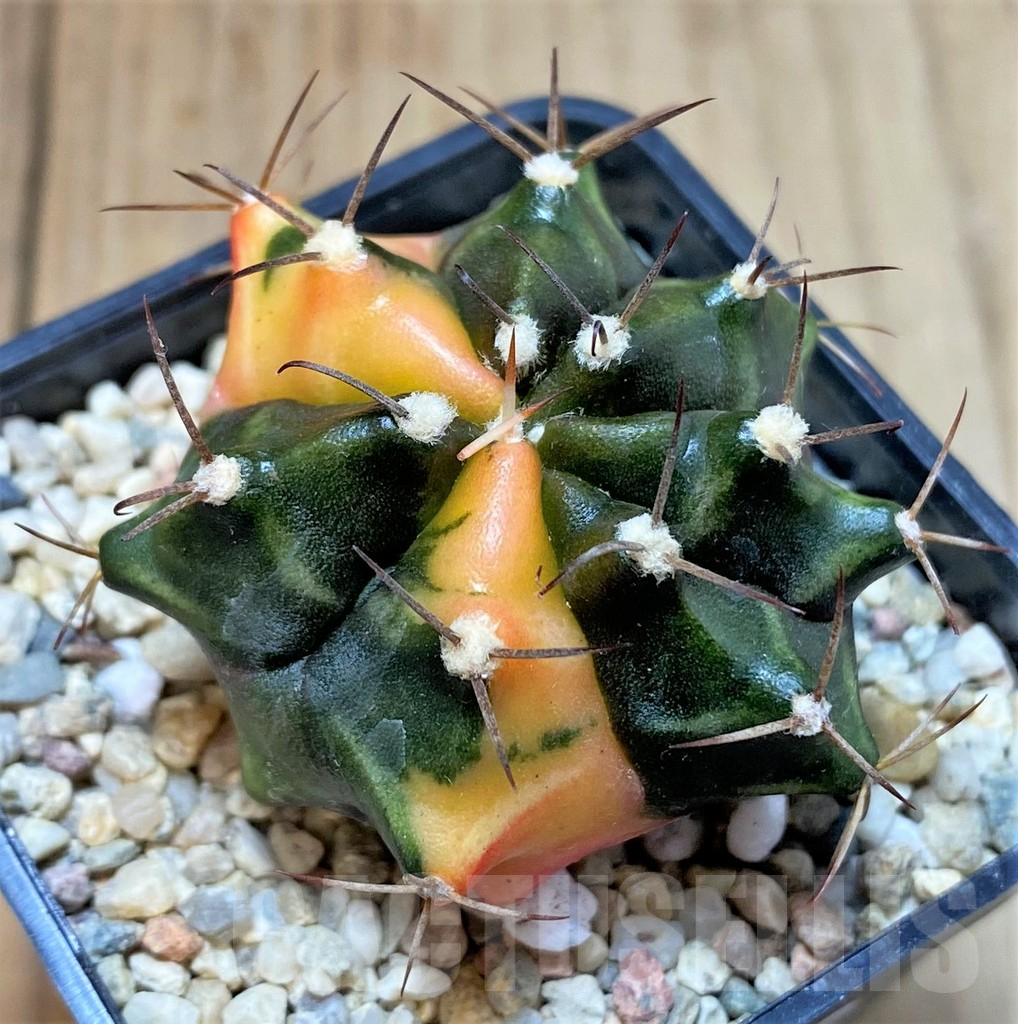 SH391 Gymnocalycium mihanovichii ‘Transformer’ f. variegata hybrid, seedling