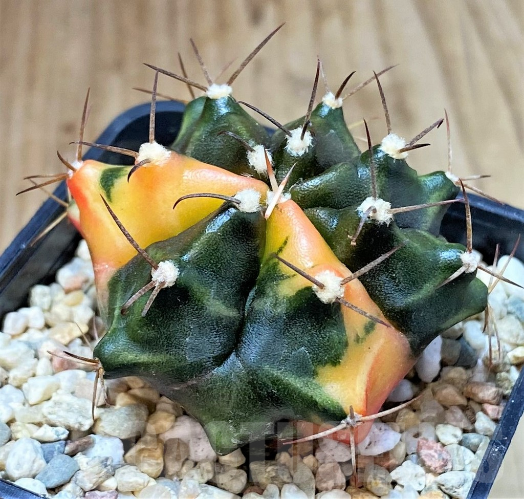 SH391 Gymnocalycium mihanovichii ‘Transformer’ f. variegata hybrid, seedling - Image 2