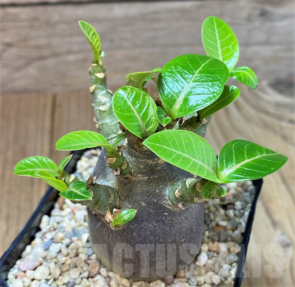 SHPR40361 Adenium arabicum ‘Black form’ - immagine 2