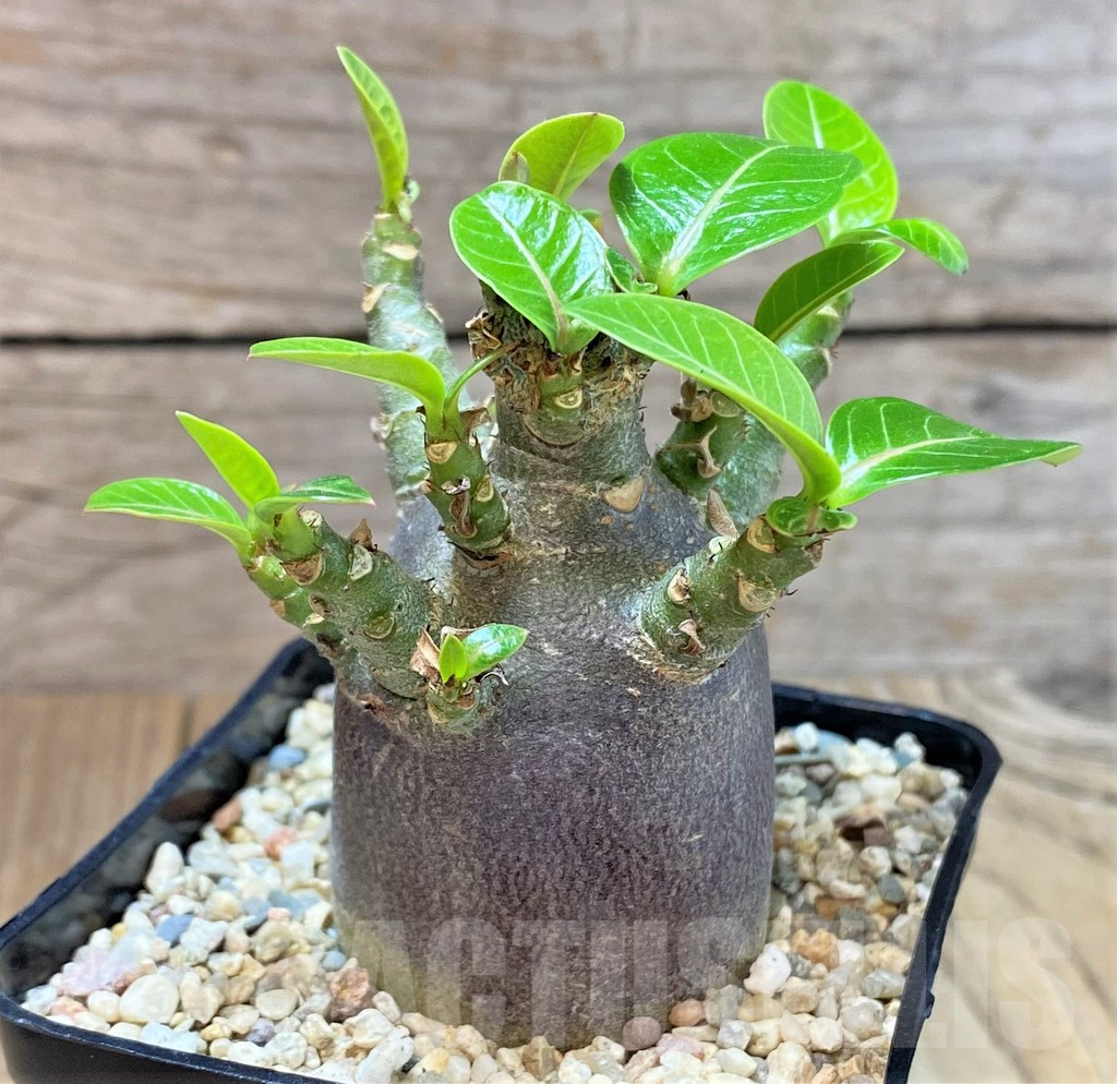 SHPR40361 Adenium arabicum ‘Black form’