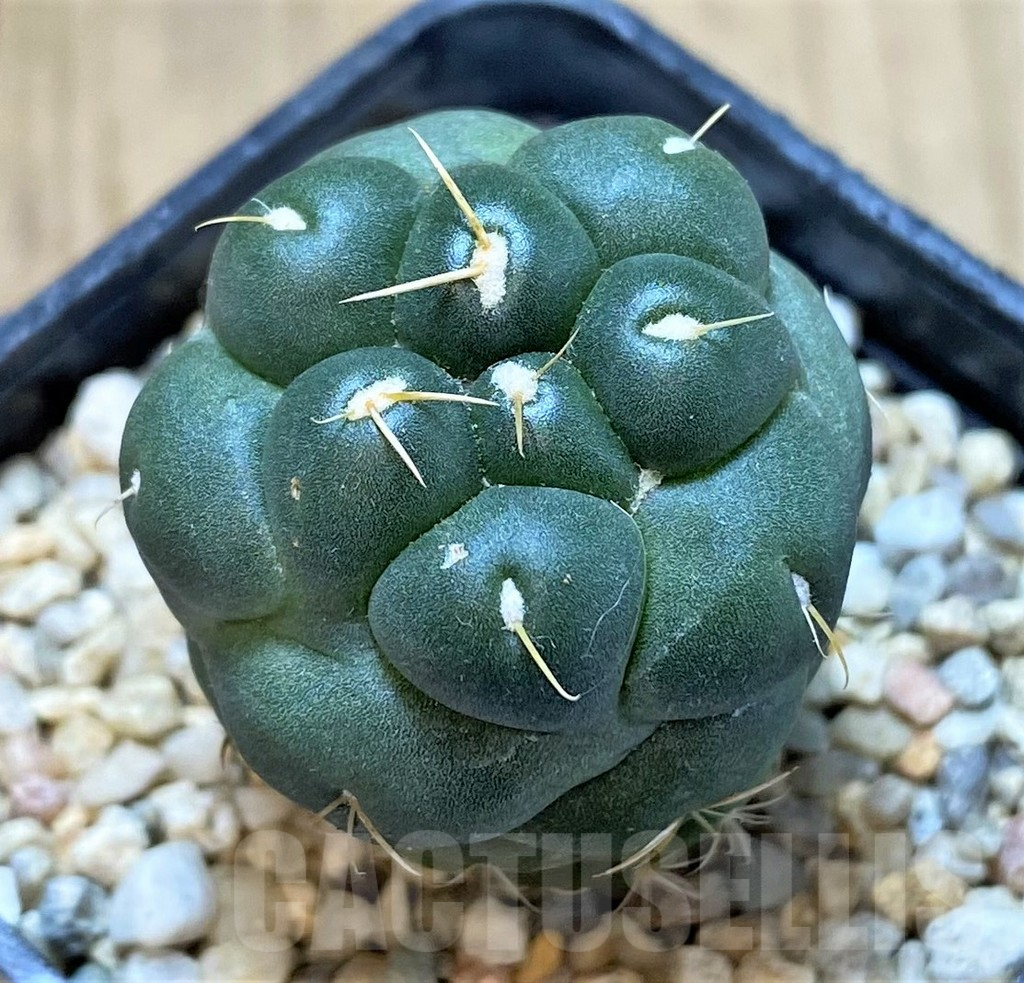 SH378 Coryphantha elephantidens ‘inermis’ - Obrázek 3