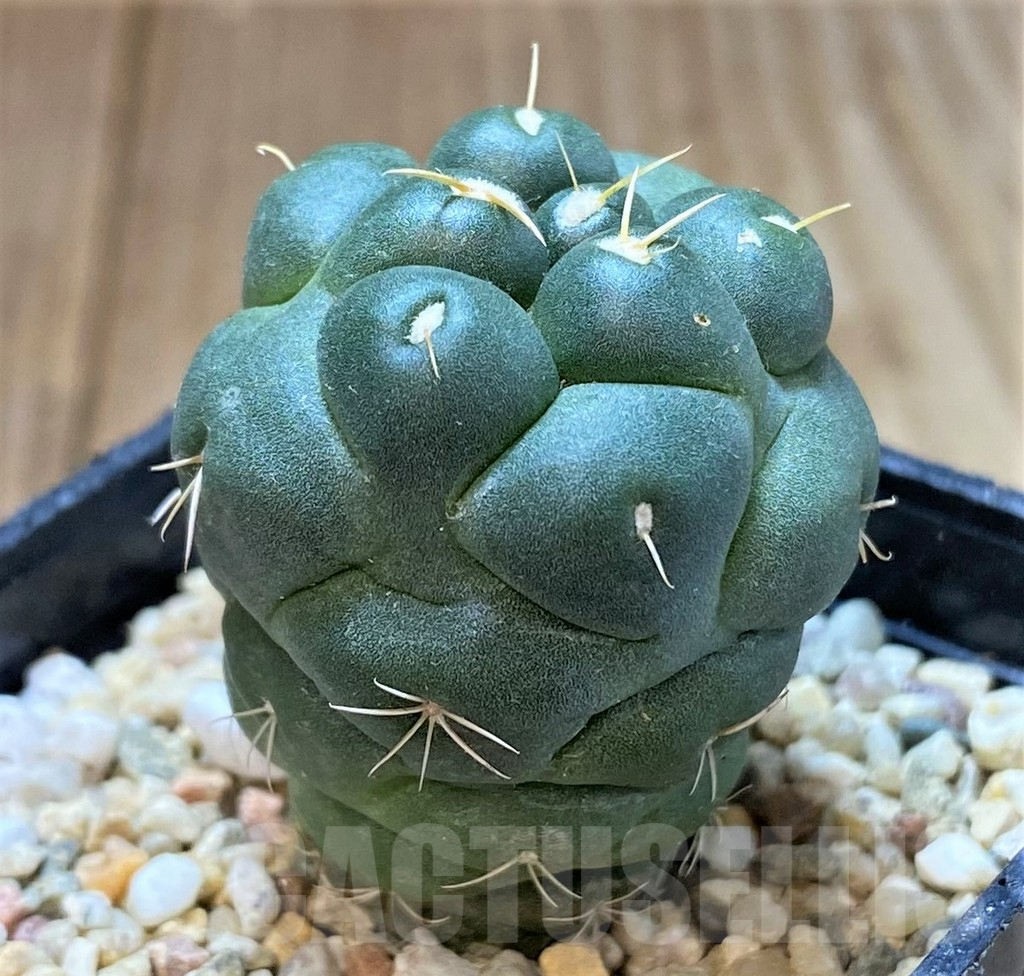 SH378 Coryphantha elephantidens ‘inermis’ - Obrázek 2