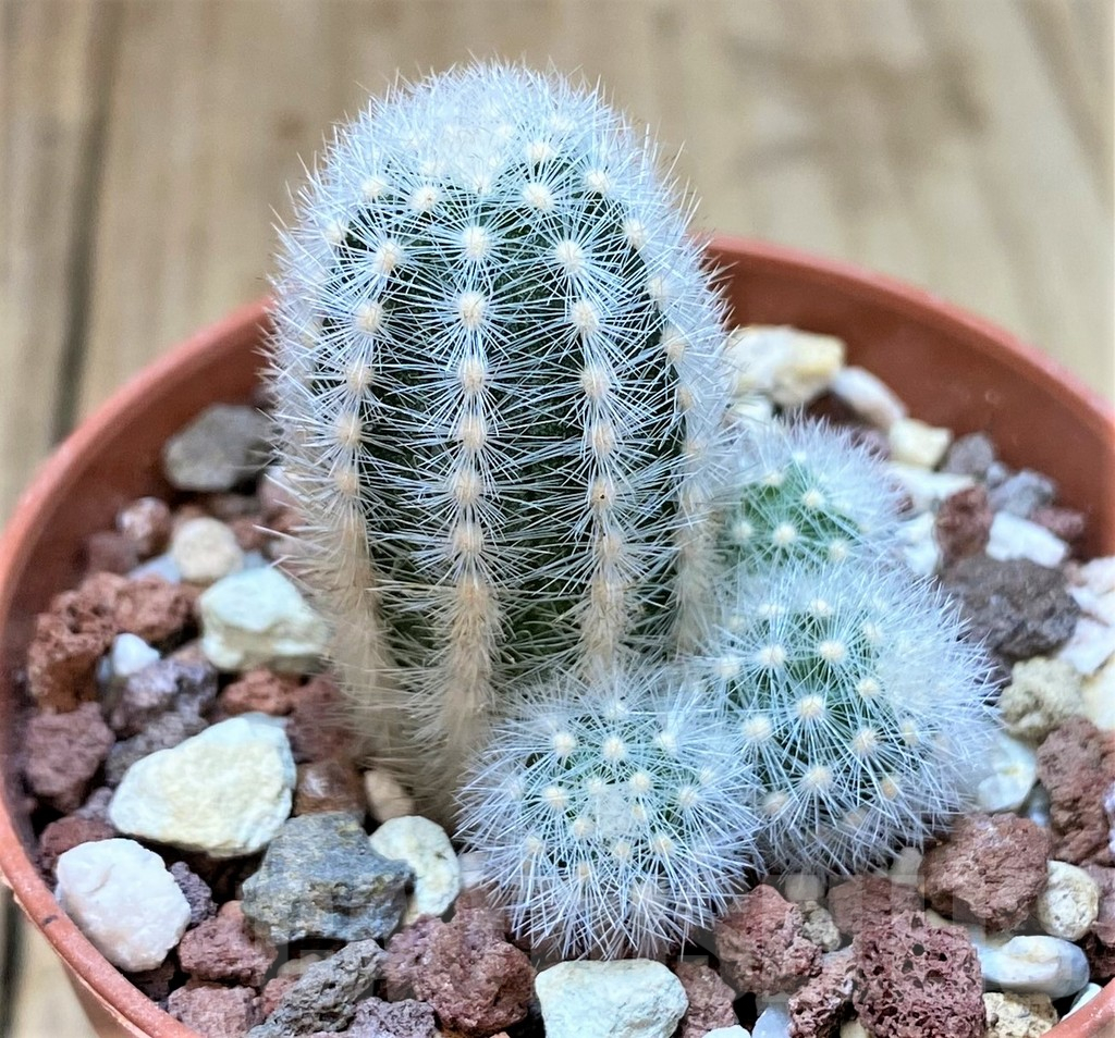 SH382 Pygmaeocereus rowleyanus own roots - Image 2