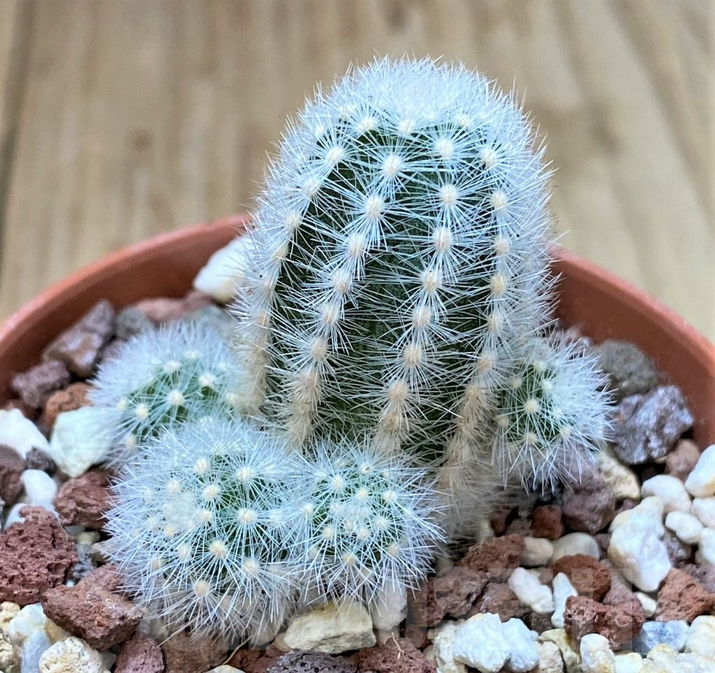 SH382 Pygmaeocereus rowleyanus own roots