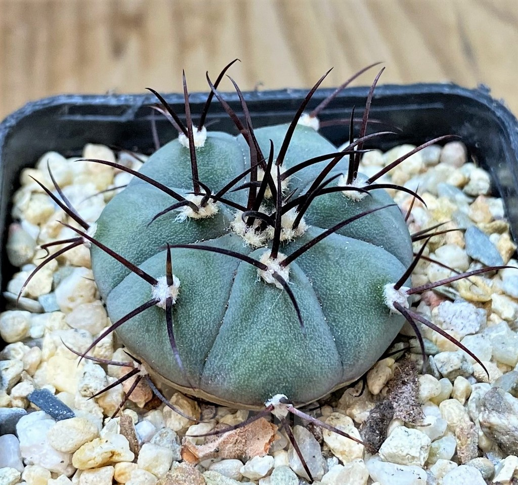 SH309 Gymnocalycium cabreraense VoS 2122