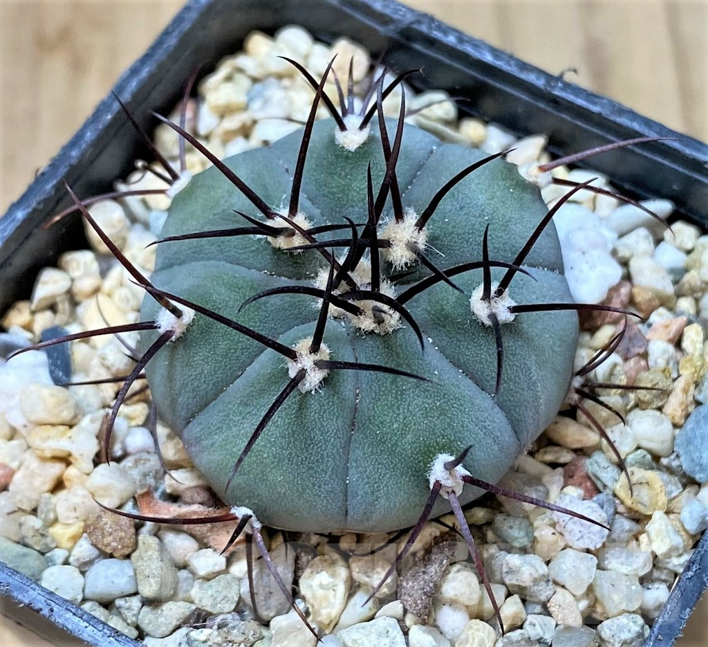 SH309 Gymnocalycium cabreraense VoS 2122 - Image 2