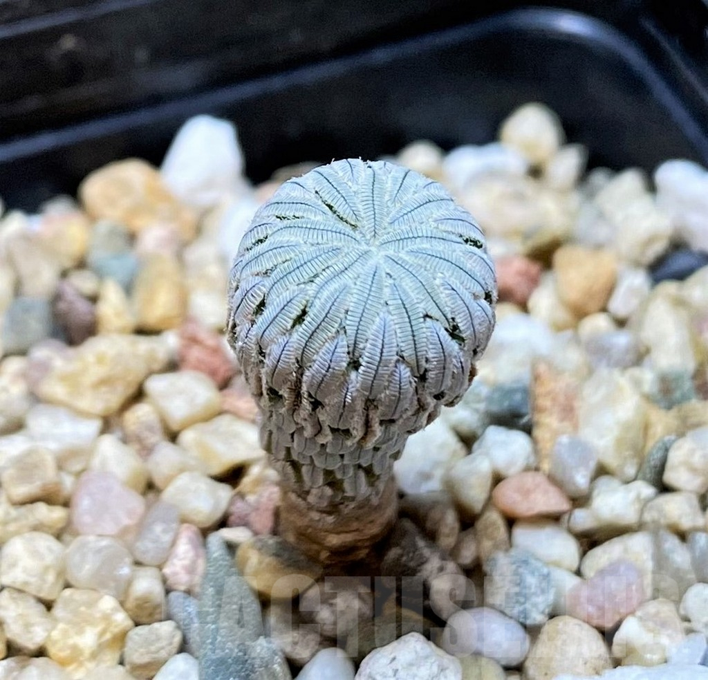 SHPR40390 Pelecyphora aselliformis LH1024