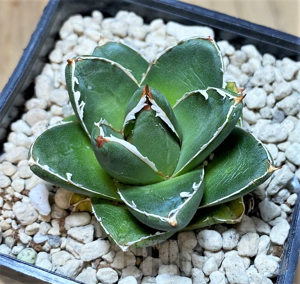 SHPR40452 Agave filifera x victoriae-reginae ‘Compacta’ - 画像 (2)