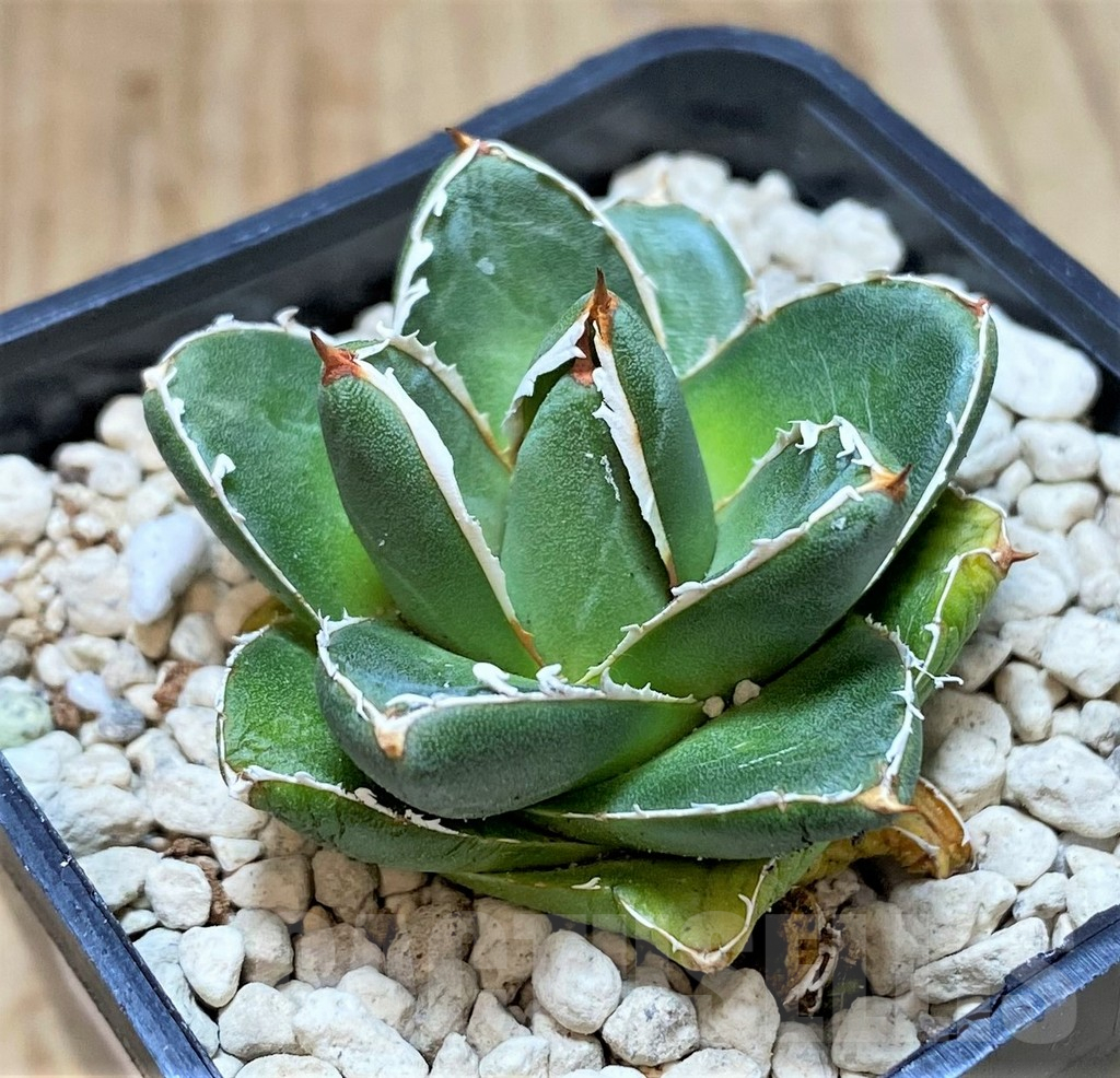 SHPR40452 Agave filifera x victoriae-reginae ‘Compacta’