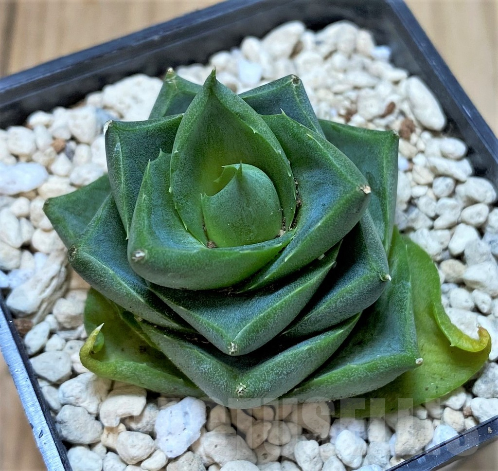 SHPR40453 Agave pixie - immagine 2