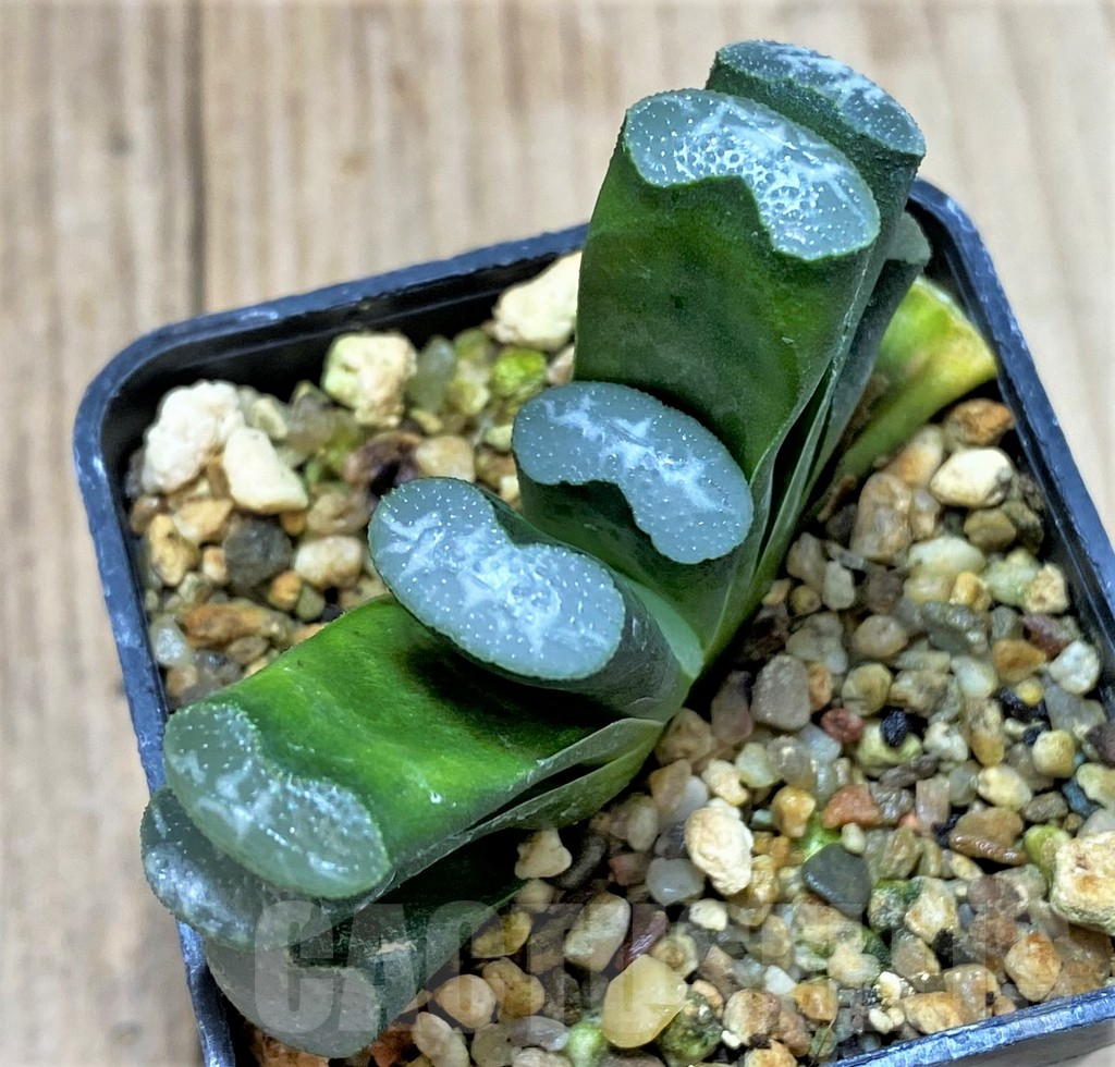 SHPR40421 Haworthia truncata 'White Form' -Japan-