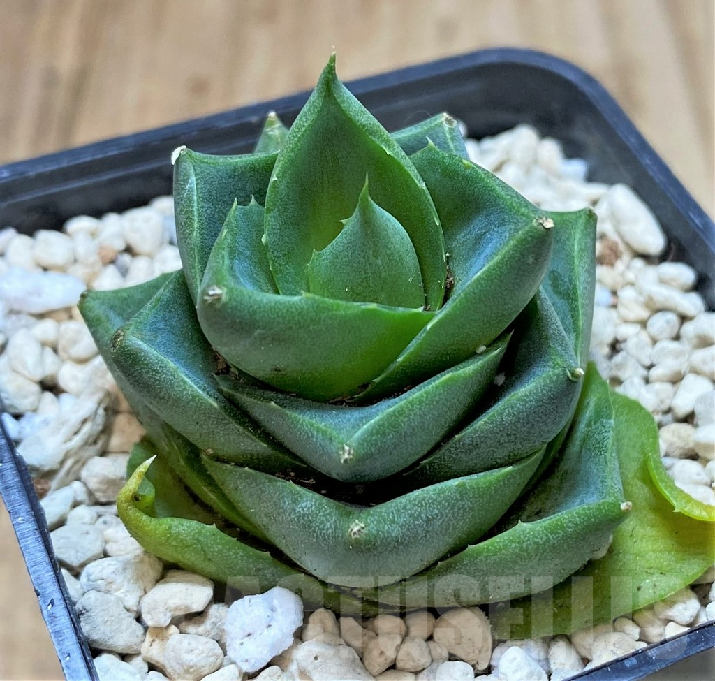 SHPR40453 Agave pixie