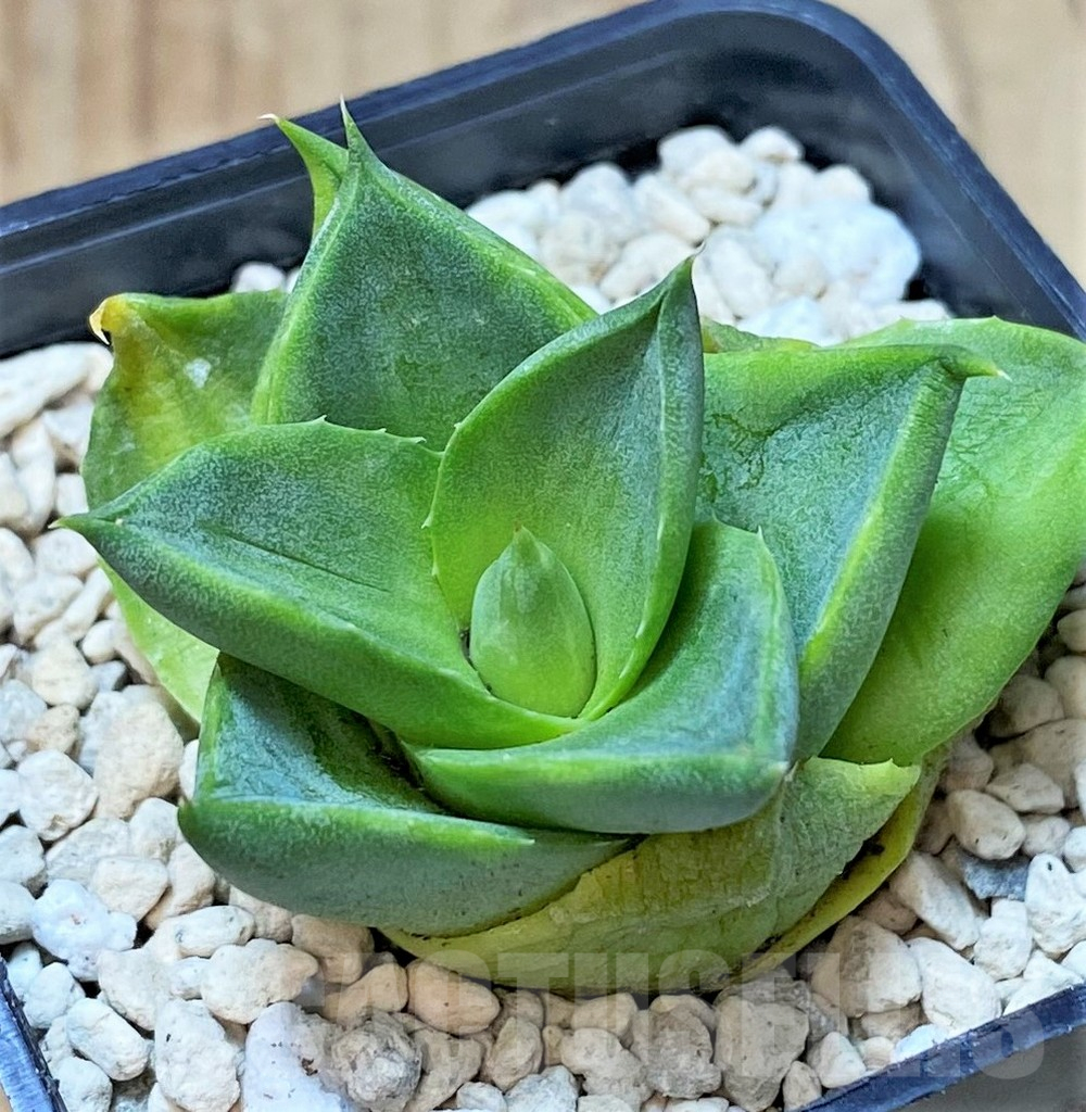 SHPR40454 Agave pixie - immagine 2