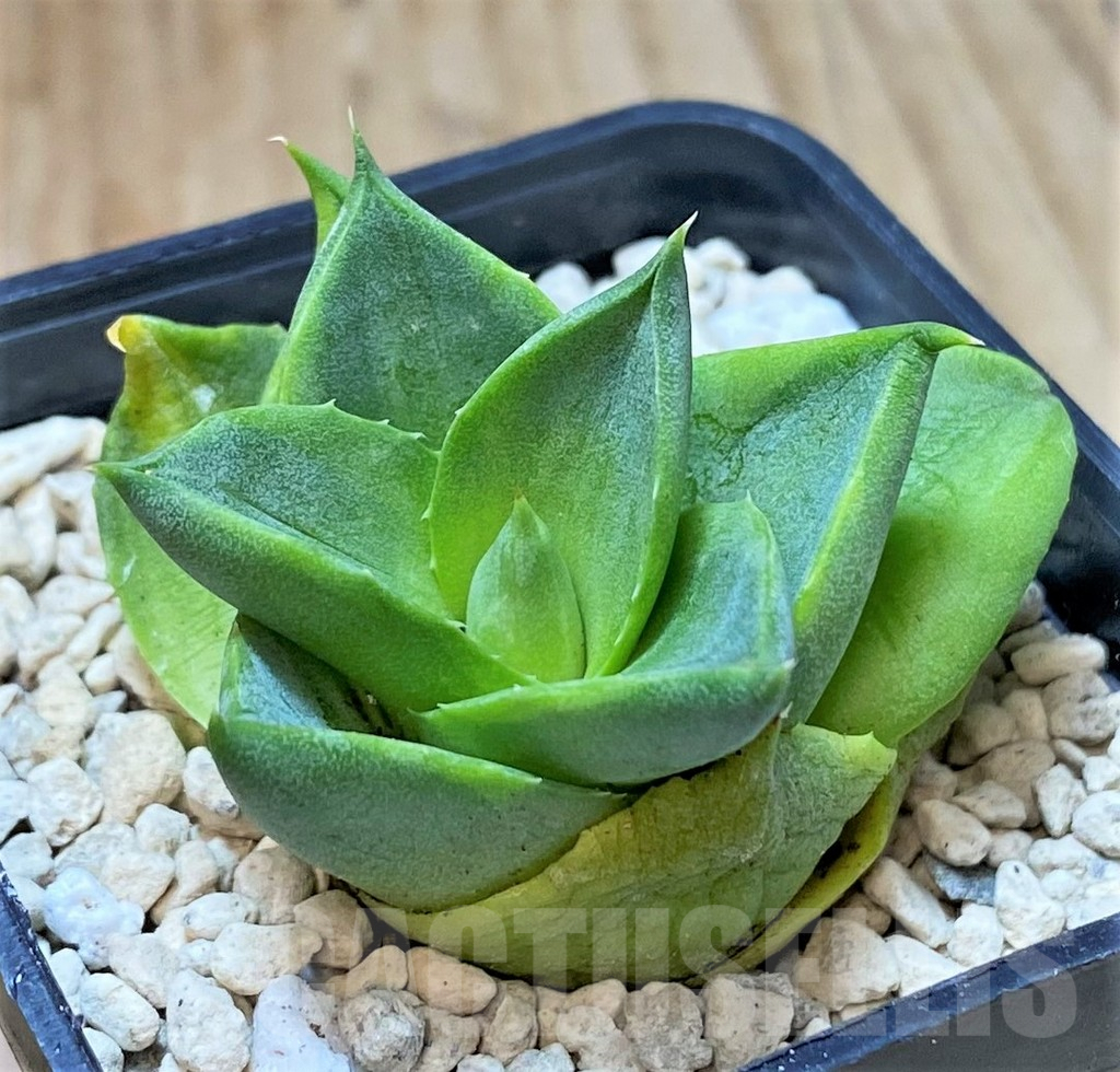 SHPR40454 Agave pixie