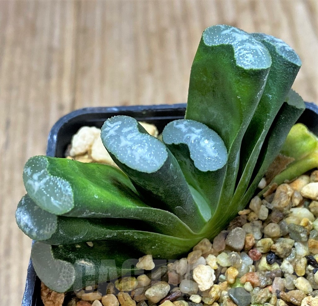 SHPR40421 Haworthia truncata 'White Form' -Japan- - immagine 2