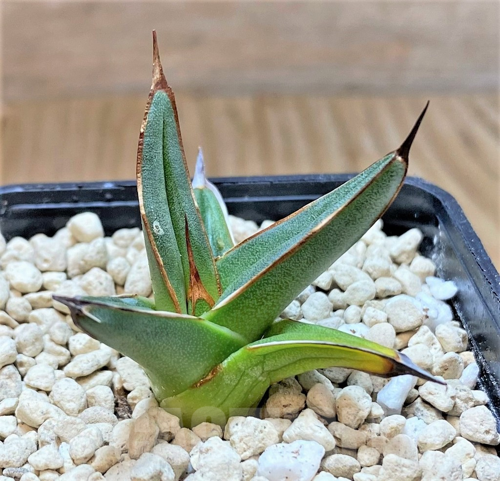 SHPR40458 Agave ferdinandi-regis