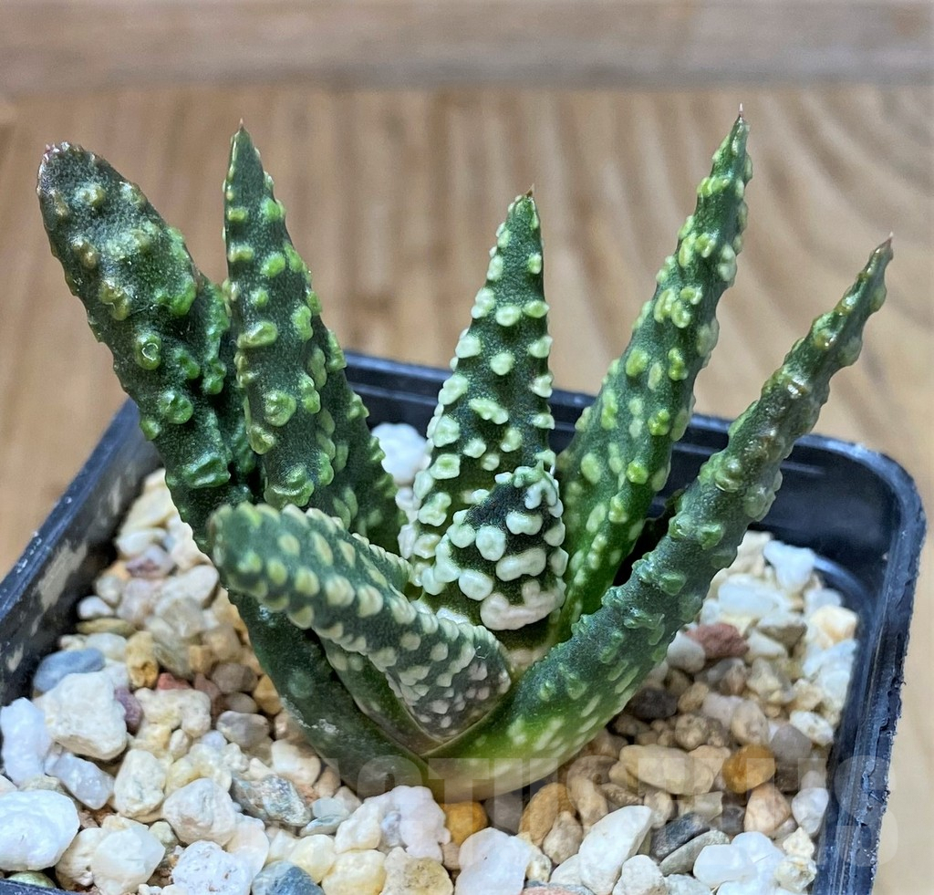 SHPR40463 Haworthia pumila 'Donut'