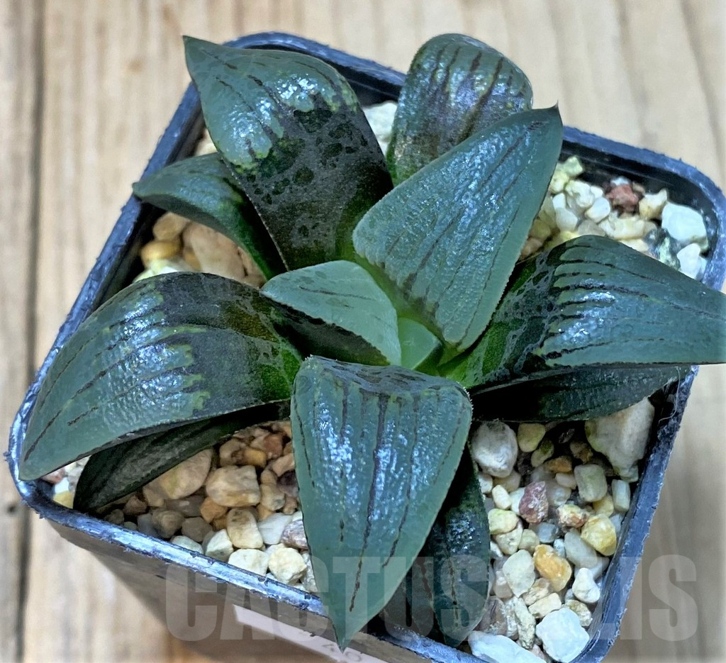 SHPR40422 Haworthia atrofusca -Japan-