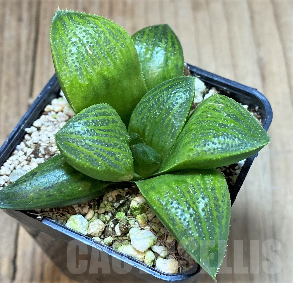 SHPR40464 Haworthia hybrid PP8 -Artisan- - Image 2