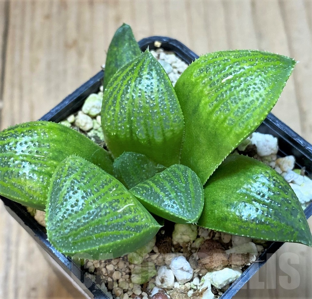 SHPR40464 Haworthia hybrid PP8 -Artisan-