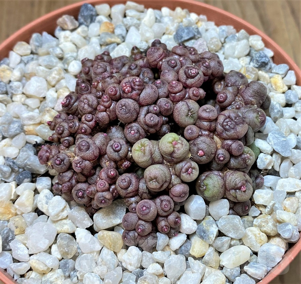 SHPR40465 Mammillaria bocasana 'Fred' - Image 2