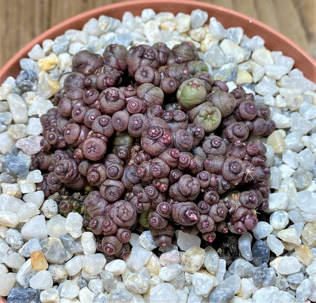 SHPR40465 Mammillaria bocasana 'Fred'