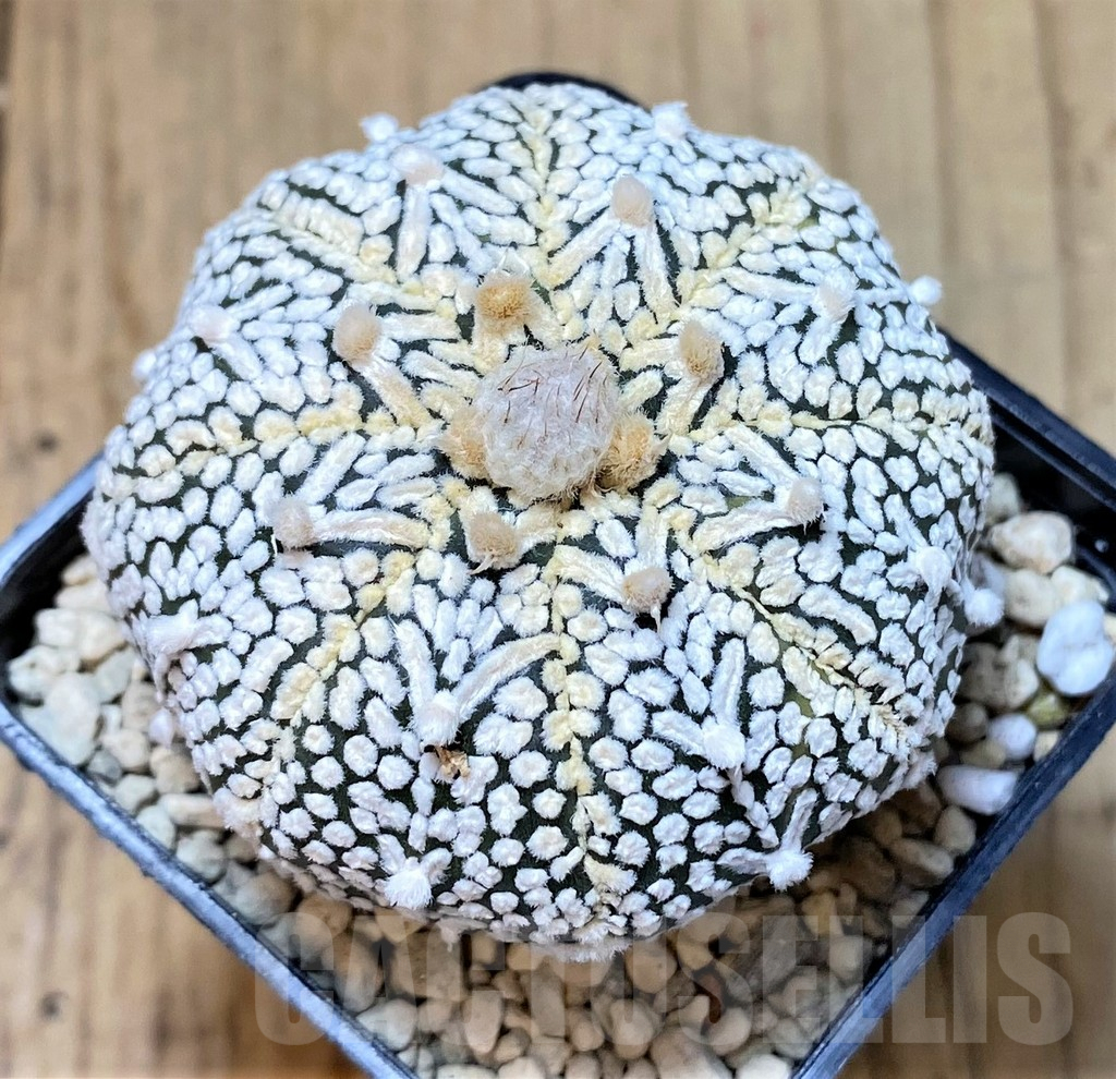 SHPR40466 Astrophytum asterias 'Super Kabuto' V-type