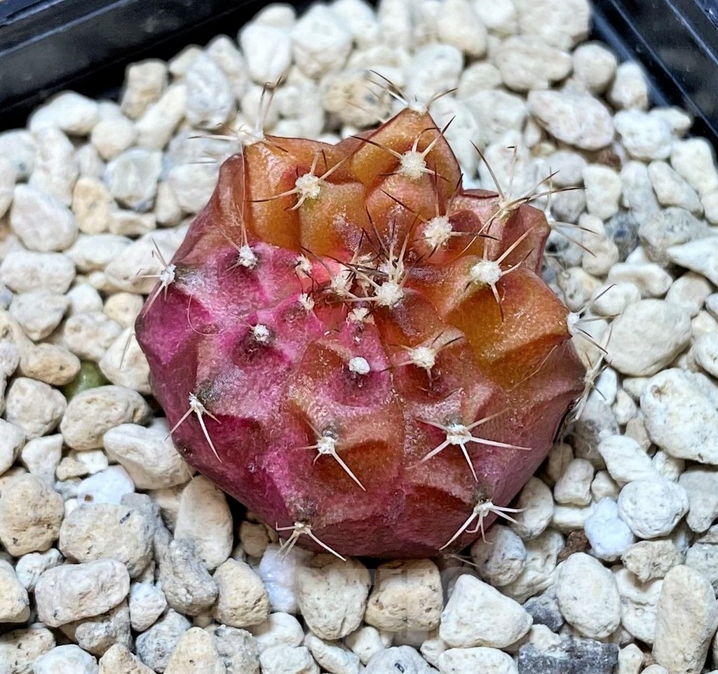 SHPR40467 Gymnocalycium mihanovichii 'Neon'