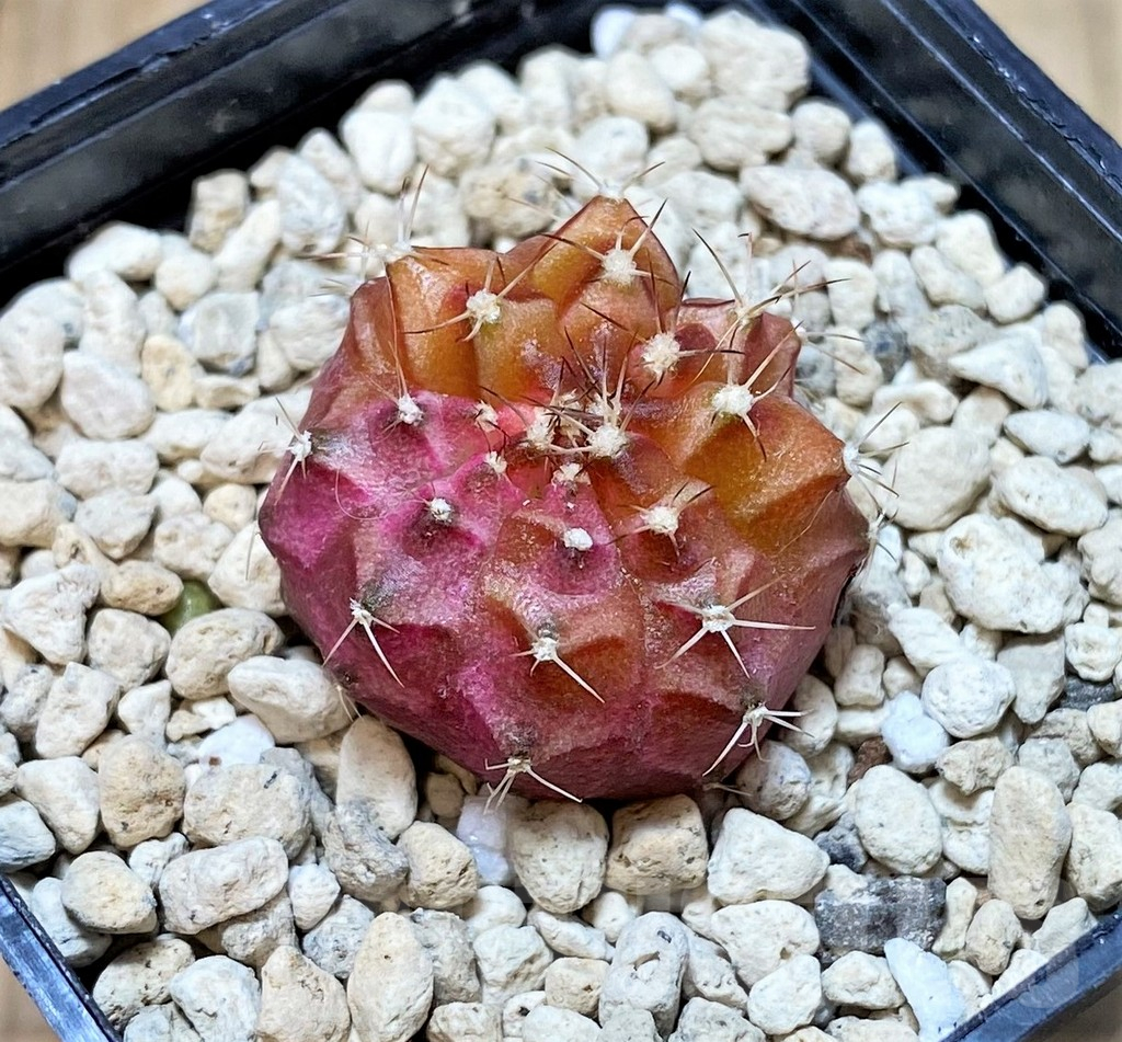SHPR40467 Gymnocalycium mihanovichii 'Neon' - Зображення 2