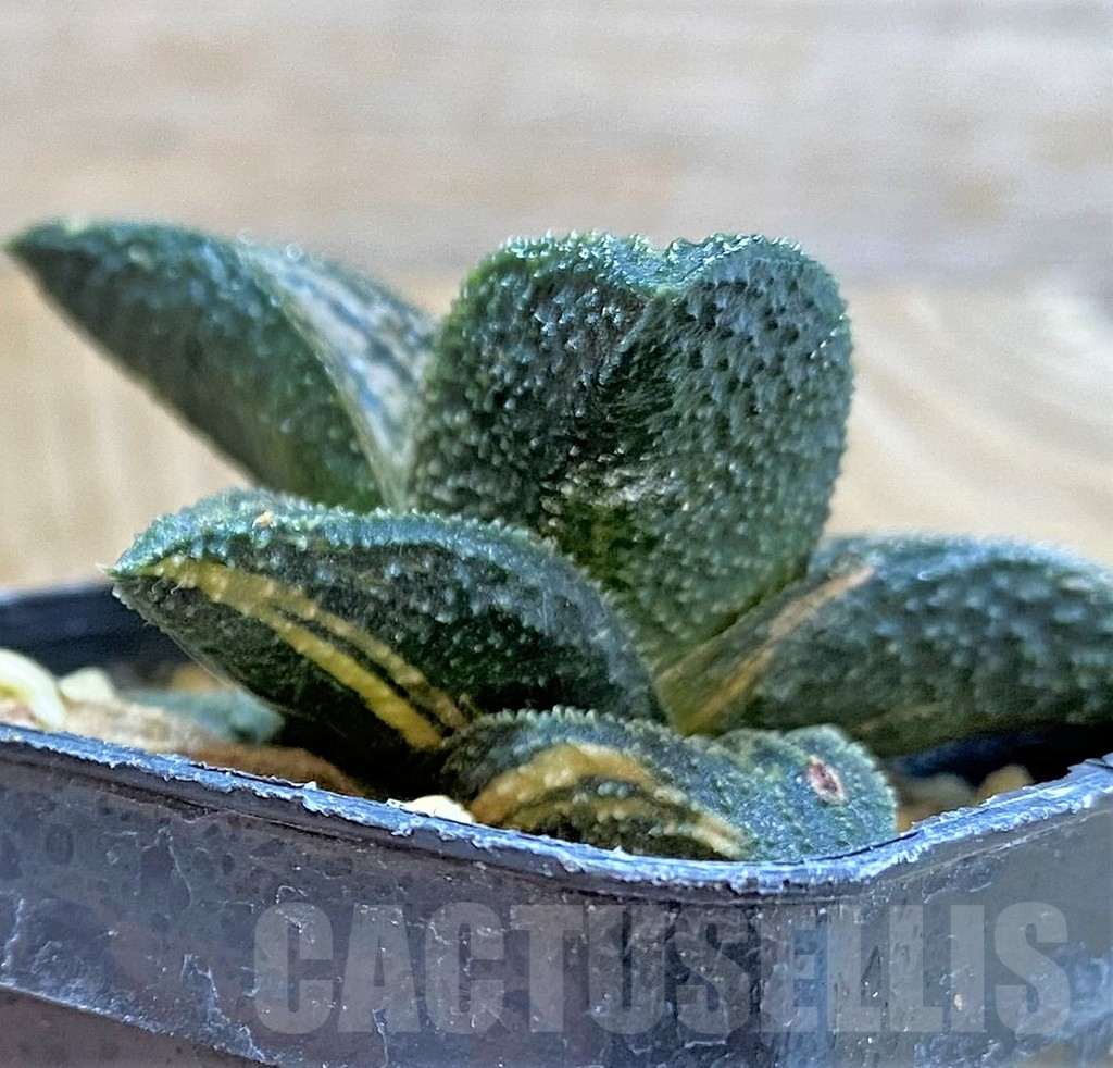 SHPR40423 Haworthia 'Kintaikyo', ex variegata - Image 3