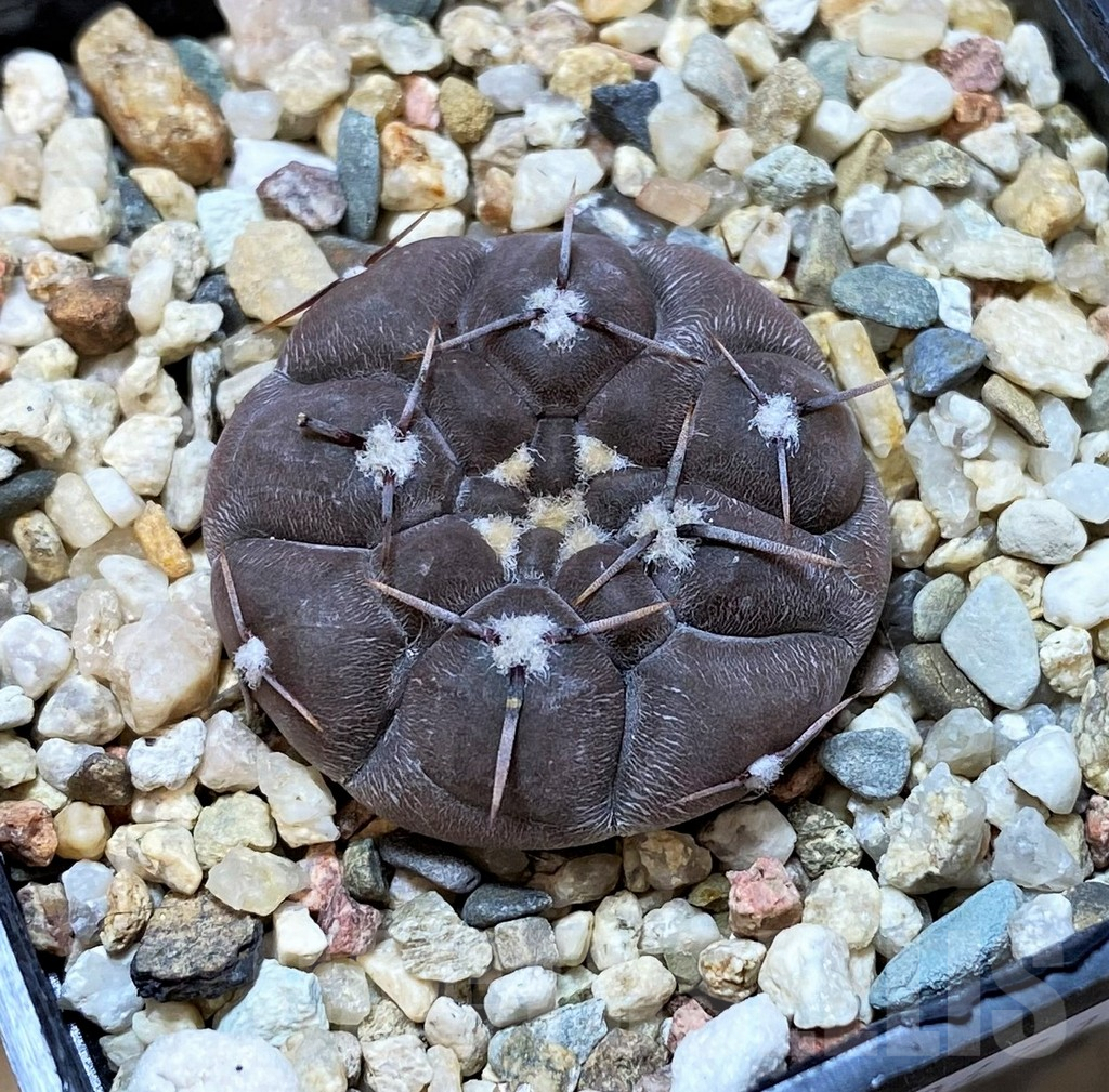SH304 Gymnocalycium borthii ssp. nogolense VG012