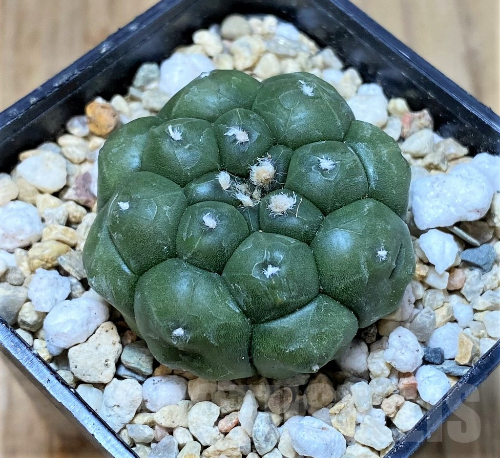 SHPR40474 Astrophytum asterias 'Kikko'