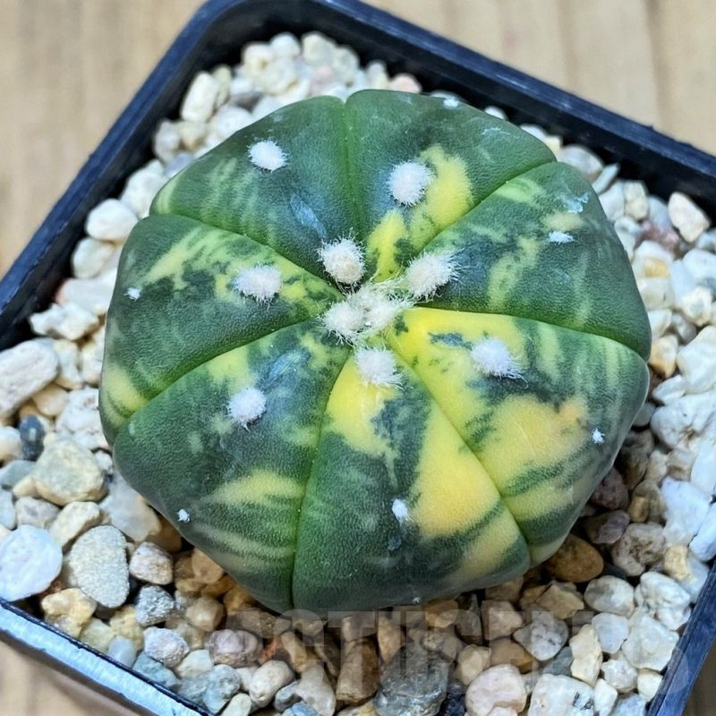 SH301 Astrophytum asterias f. variegata, 7 ribs