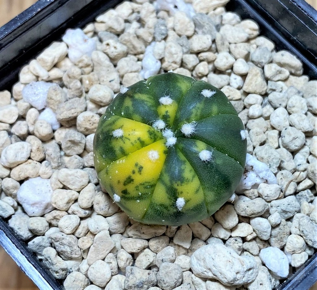 SH296 Astrophytum asterias f. variegata