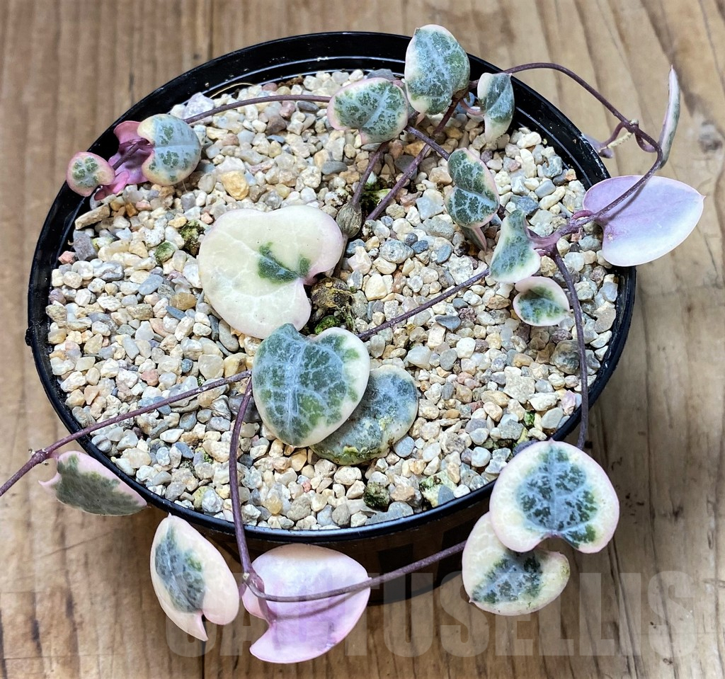 SHPR40480 Ceropegia woodii