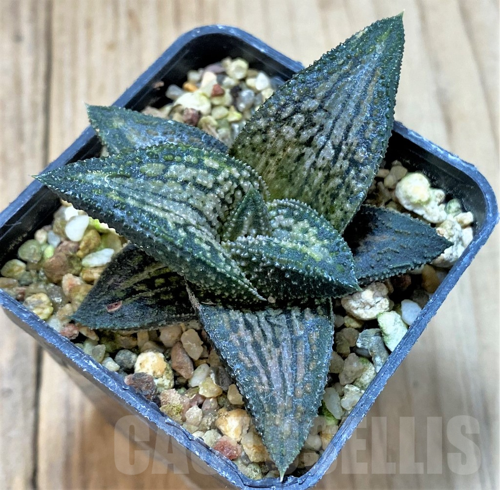 SHPR40423 Haworthia 'Kintaikyo', ex variegata - Image 2