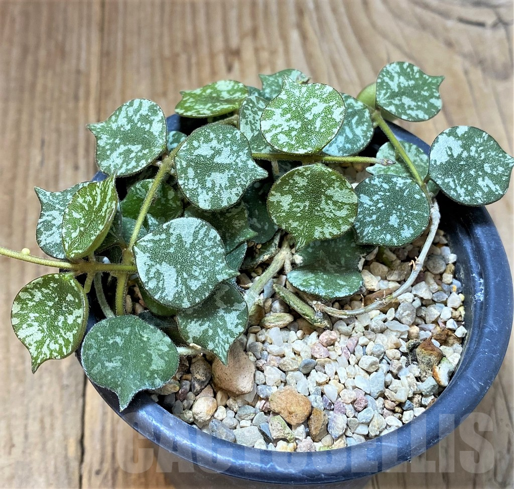 SHPR40482 Hoya curtisii - Зображення 2