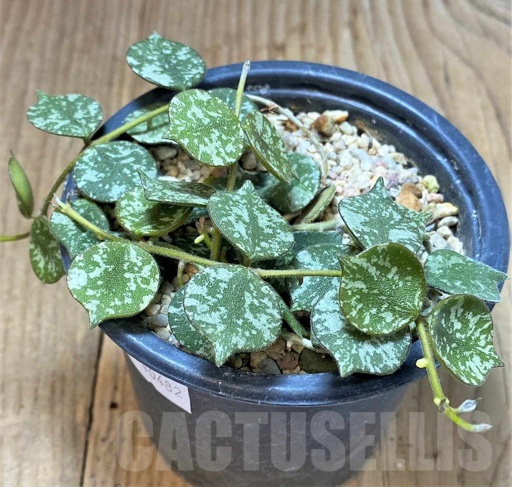 SHPR40482 Hoya curtisii