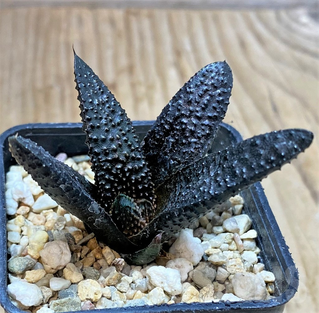 SHPR40418 Haworthia scabra