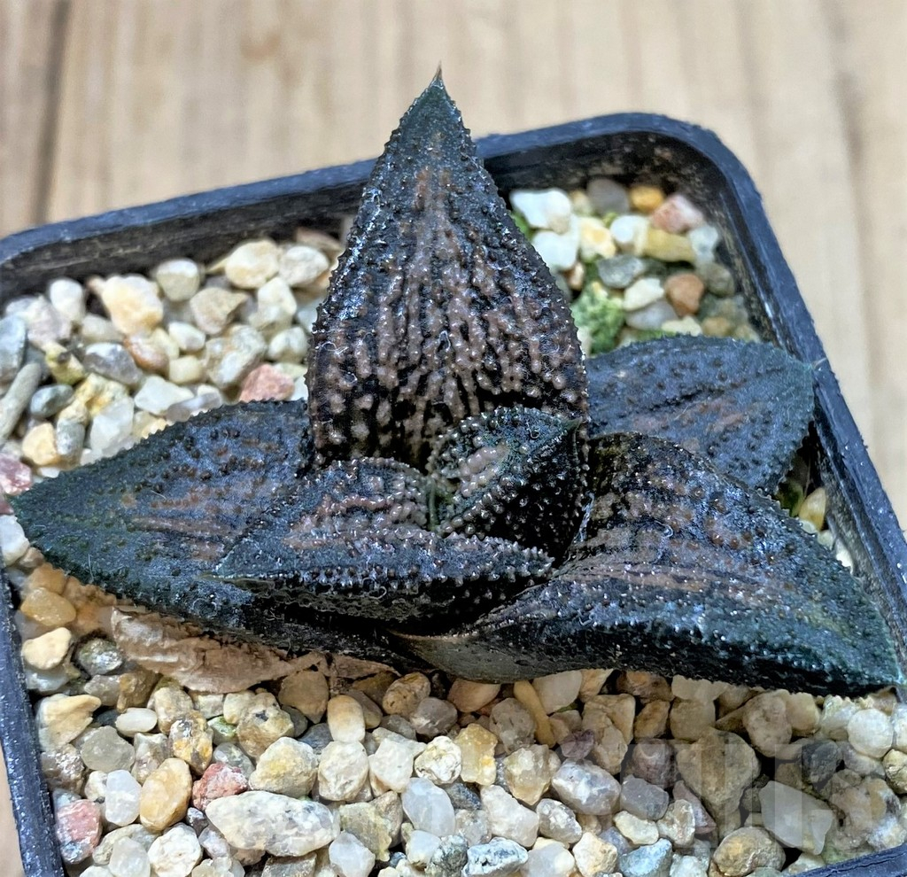 SHPR40425 Haworthia 'Kintaikyo', ex variegata - Image 2